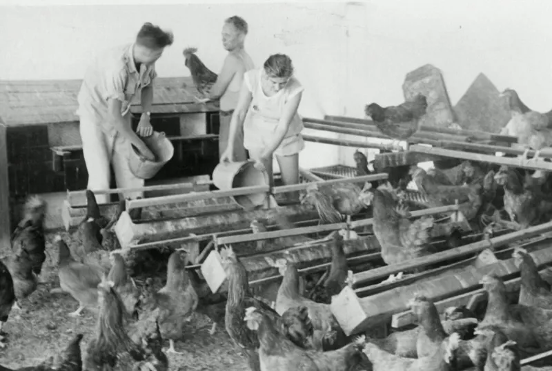 Volunteers working in agricultural fields on an Israeli kibbutz