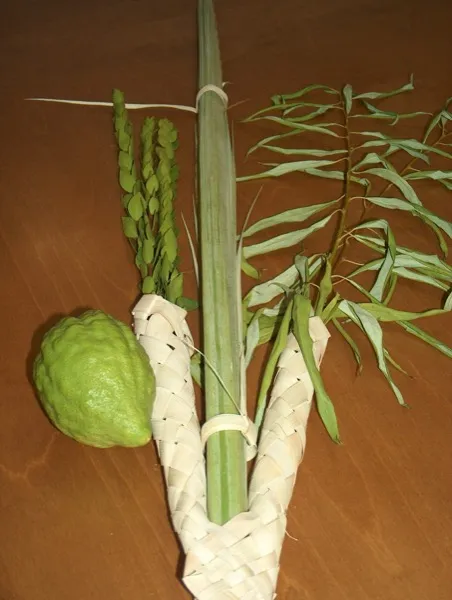 The four species (arba minim) used during Sukkot — lulav, etrog, hadassim, and aravot