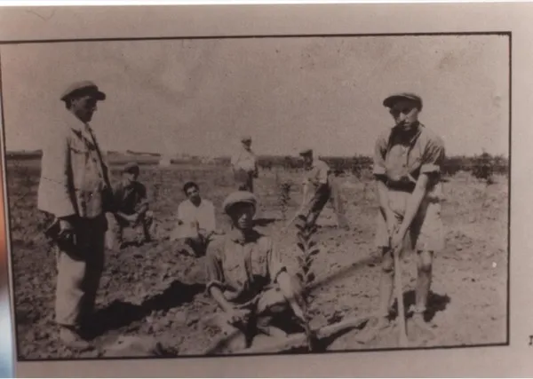 Early Jewish settlers planting trees in Israel, an act of building and repairing the land