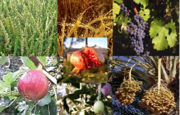 The seven species of the Land of Israel displayed together — wheat, barley, grapes, figs, pomegranates, olives, and dates