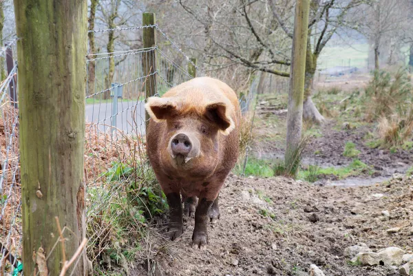 A domestic pig on a farm — the animal most symbolically associated with non-kosher food in Jewish tradition
